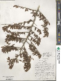 Ilex decidua image