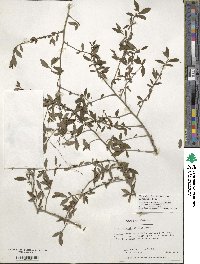 Ilex decidua image