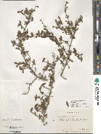 Ilex decidua image