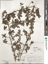 Ilex decidua image