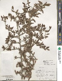 Ilex decidua image