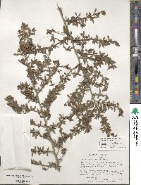 Ilex decidua image