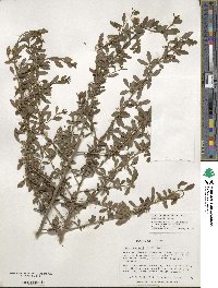 Ilex decidua image