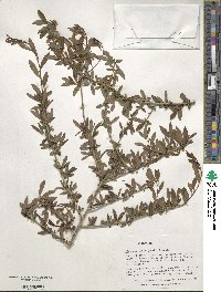 Ilex decidua image