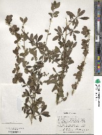 Ilex decidua image