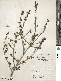 Ilex decidua image