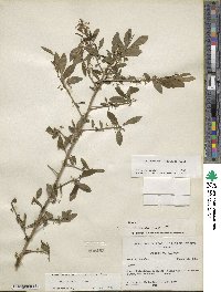 Ilex decidua image