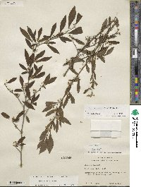 Ilex decidua image