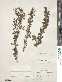 Ilex decidua image