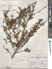 Ilex decidua image