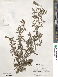 Ilex decidua image