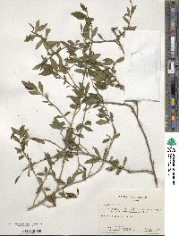 Ilex decidua image