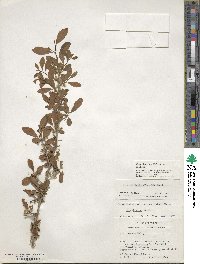 Ilex decidua image