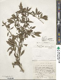 Ilex decidua image