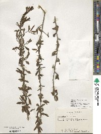 Ilex decidua image