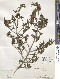 Ilex decidua image