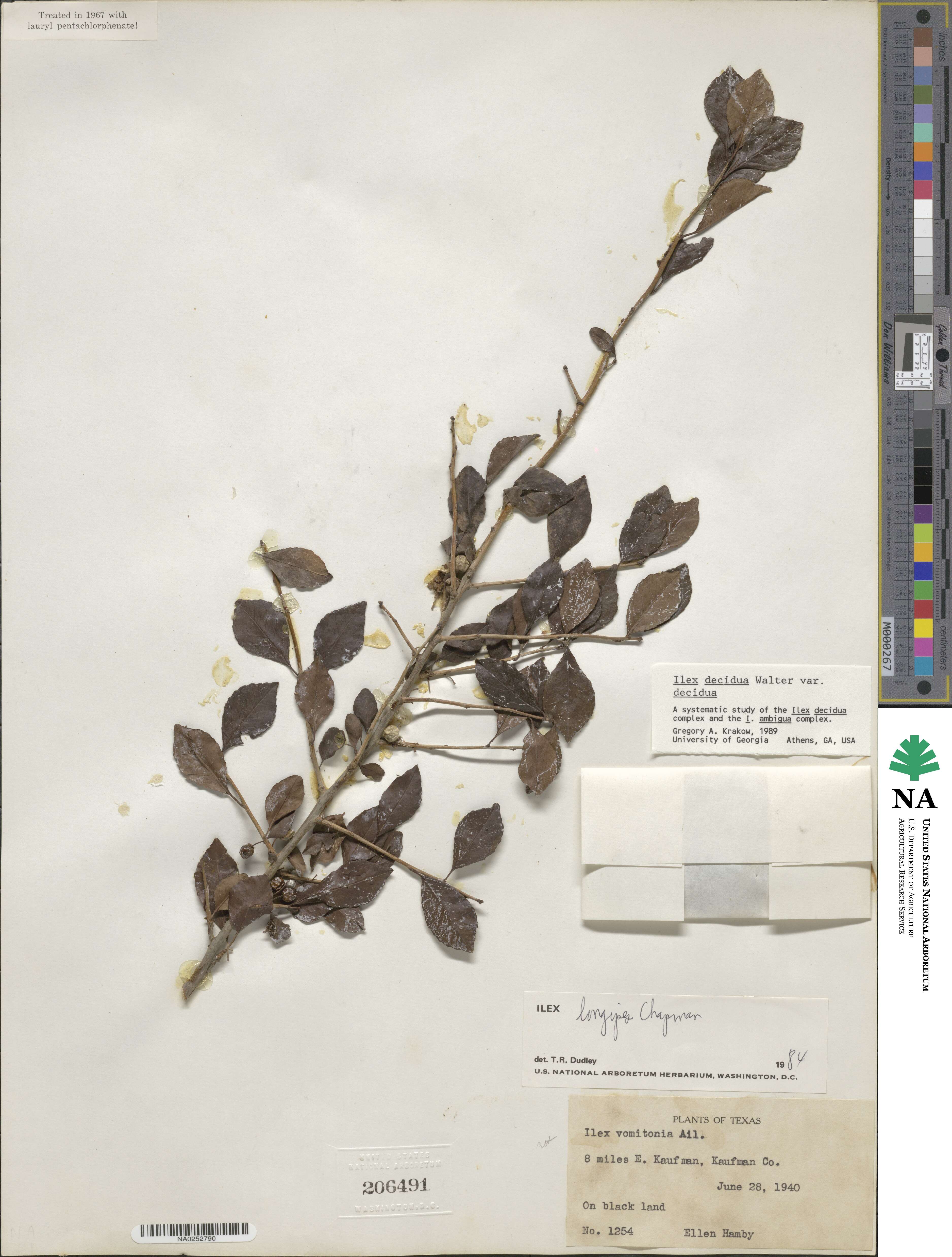 Ilex decidua image