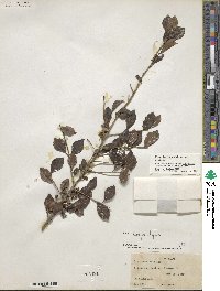 Ilex decidua image