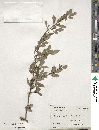 Ilex decidua image