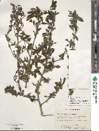 Ilex decidua image