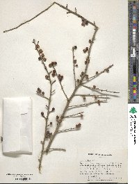 Ilex decidua image