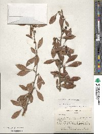 Ilex decidua image