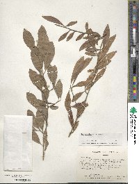 Ilex decidua image