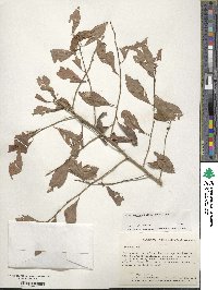 Ilex decidua image