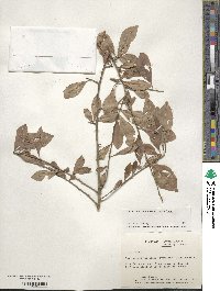 Ilex decidua image