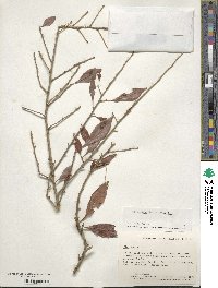 Ilex decidua image