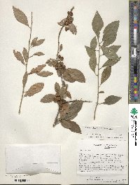 Ilex decidua image