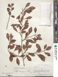 Ilex decidua image