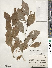 Ilex decidua image