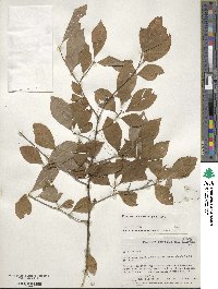 Ilex decidua image