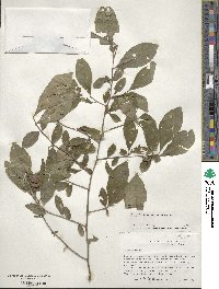 Ilex decidua image