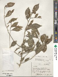 Ilex decidua image