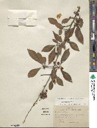 Ilex decidua image