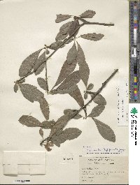 Ilex decidua image