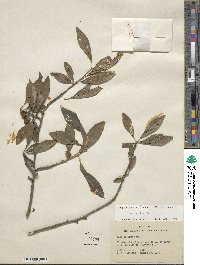 Ilex decidua image