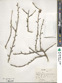 Ilex decidua image