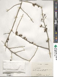 Ilex decidua image