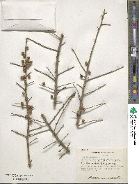 Ilex decidua image