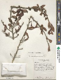 Ilex decidua image