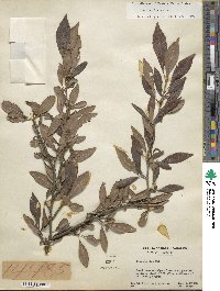 Ilex decidua image