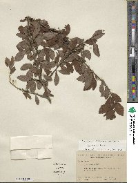 Ilex decidua image