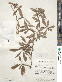 Ilex decidua image