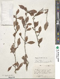 Ilex decidua image