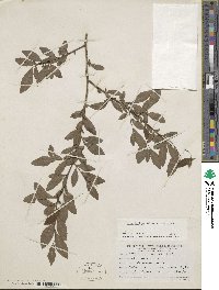 Ilex decidua image