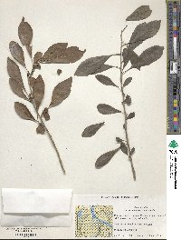 Ilex decidua image