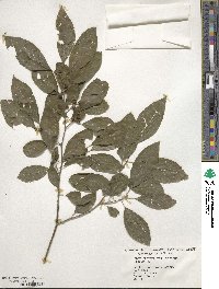 Ilex decidua image